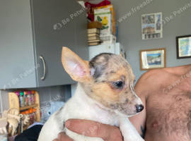 I have Some chihuahua cross jack pups