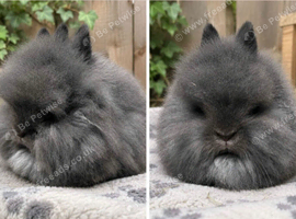 Lion head buck