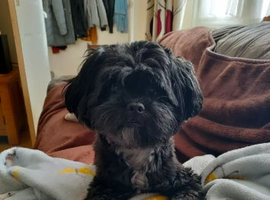 Male NON neutered black 7 year old shihpoo.