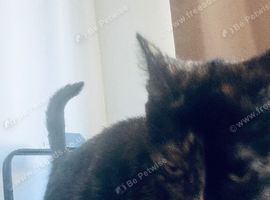 Cat free to good home
