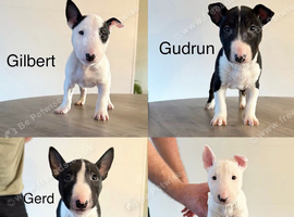 Miniature English bull terrier puppies