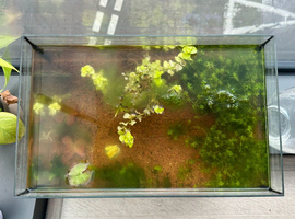 Complete Aquascape Aquarium Set &ndash; Tank, Live Plants, 5 Female Shrimp + Soil & Tools
