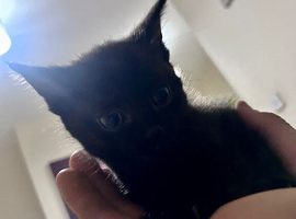 kittens
