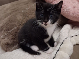 Beautiful black and white female