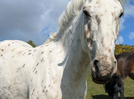 Beautiful spotted mare