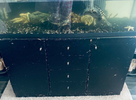 Chinese neck striped turtles