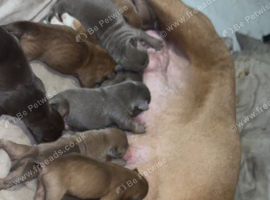 Old English bulldog x American bulldog