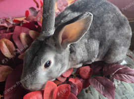 Beautiful mini rex various ages