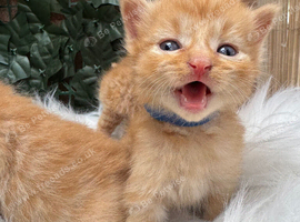 BEAUTIFUL KITTENS TO RESERVE