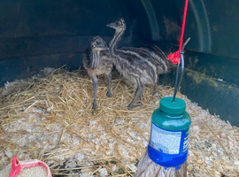 Emu chicks