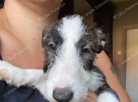 English bullterrier yorkie shitsu