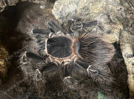Salmon pink adult female. and set up