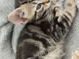 Tabby kitten for sale
