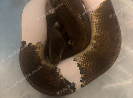 Multiple ball python sale