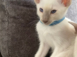 Full Siamese 2boys left blue and lilac points