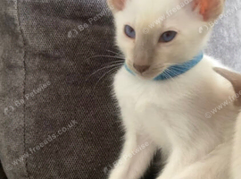 Full Siamese 1boy left