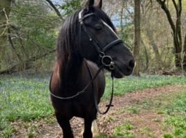 Gorgeous 14.2hh cob - Alfie