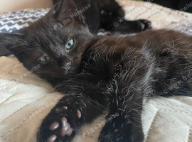 Cute kittens need new home
