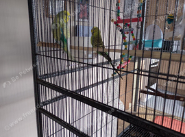 Two budgies for sale