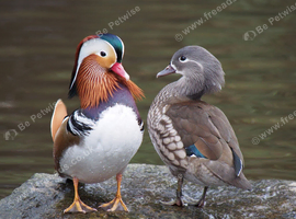 Mandarins and Carolina&rsquo;s available