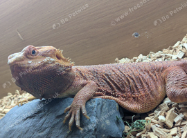 Beautiful red bearded dragon with vivarium