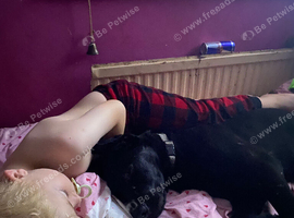 6 month German shepherd x