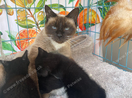 Ragdoll cross domestic kittens