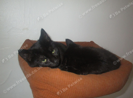 Adorable, Playful Bonded Black Kittens