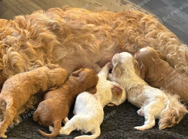 Cockapoo puppies for sale