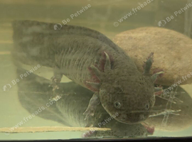 4 Large axolotl with Tanks