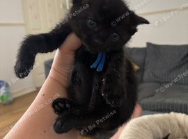 Beautiful black kitten