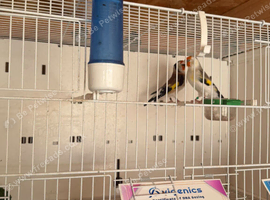 Mutation Siberian goldfinchs