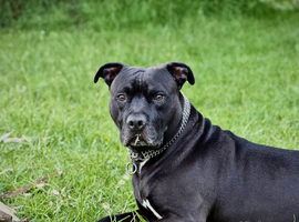 American Staffy