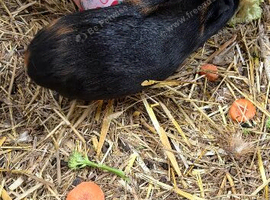 Baby guinea pigs for sale