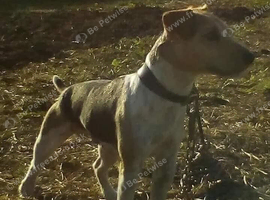 Jack Russell