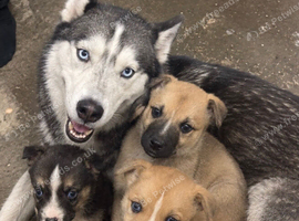 Husky cross puppies for sale