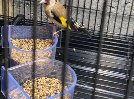Goldfinch Cock And Canary Hen
