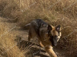 Gsd male 7 months