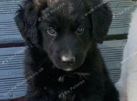 Amazing Border Collie X Lurcher Puppies