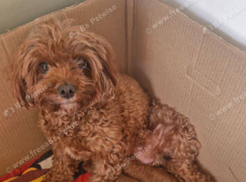 2 female Cavapoos, 9wks old