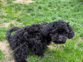Toy cockapoo female