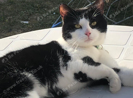 2 year old Tuxedo Cat
