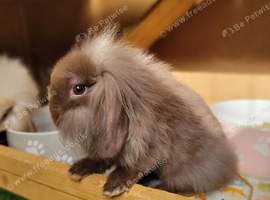 Adorable Lion Lops - READY JULY 1ST