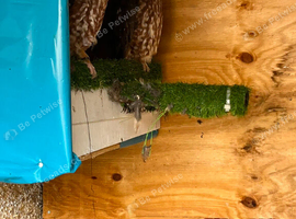 Pair boo book owls
