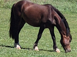 OUTSTANDING 2 YEAR OLD GELDING
