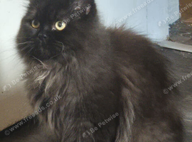 2 beutiful male Persians