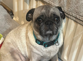 Adoreable male pug