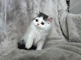 Adorable Scottish Fold and Straight kittens