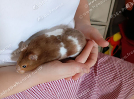 Female brown syrian hamster