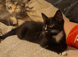 Pretty kittens